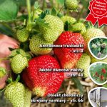 JK 06_2019 okładka — kopiajagodnik_