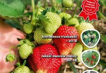 Jagodnik 6/2019 już w sprzedaży