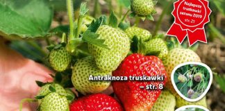 Jagodnik 6/2019 już w sprzedaży