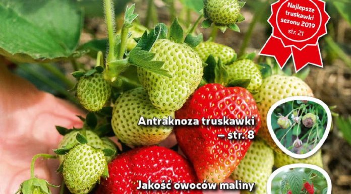 Jagodnik 6/2019 już w sprzedaży