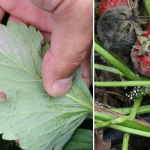 Komunikat_AGROSIMEX