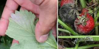 Komunikat jagodowy Agrosimex z dnia 8.07.2019 – truskawka po zbiorach