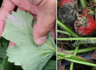 Komunikat jagodowy Agrosimex z dnia 8.07.2019 – truskawka po zbiorach
