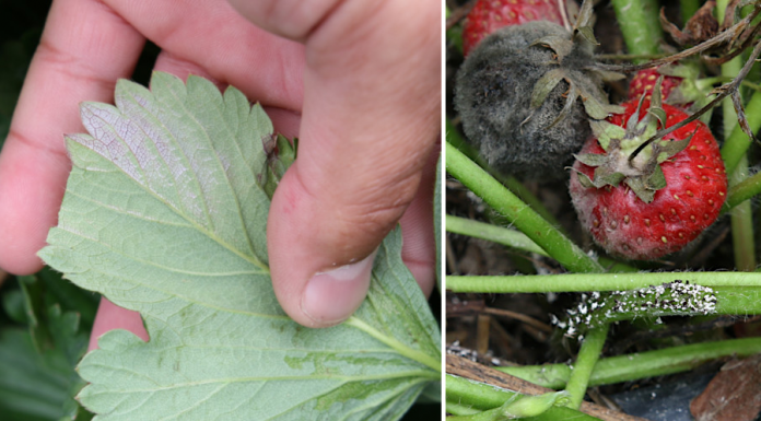 Komunikat jagodowy Agrosimex z dnia 8.07.2019 – truskawka po zbiorach