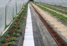 Nowe nasadzenia w projekcie Truskawki w tunelach