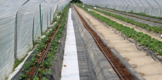 Nowe nasadzenia w projekcie Truskawki w tunelach