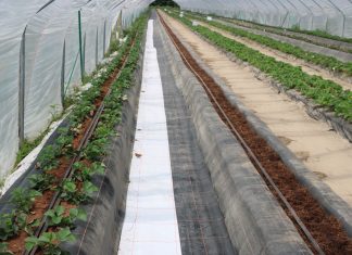 Nowe nasadzenia w projekcie Truskawki w tunelach