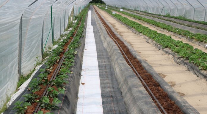 Nowe nasadzenia w projekcie Truskawki w tunelach