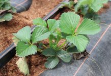 Truskawki w tunelach – ważne informacje