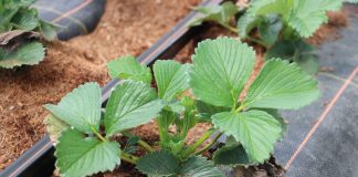 Truskawki w tunelach – ważne informacje