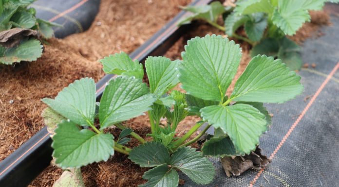 Truskawki w tunelach – ważne informacje