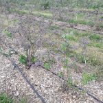 Obunierajace krzewy borówki po zgryzienie korzeni przez gryzonie_20190718_135002borowka_