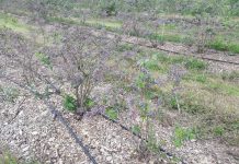 Coś gryzie na plantacjach