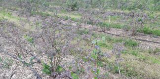 Borówka wysoka – uwaga na zamierające rośliny (Mazowsze, 20.07.2019 r)