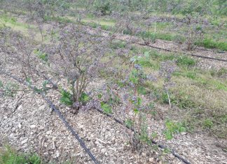 Borówka wysoka – uwaga na zamierające rośliny (Mazowsze, 20.07.2019 r)
