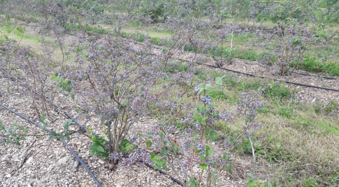 Borówka wysoka – uwaga na zamierające rośliny (Mazowsze, 20.07.2019 r)