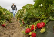Nowe odmiany truskawek z Uniwersytetu Kalifornijskiego