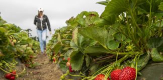 Nowe odmiany truskawek z Uniwersytetu Kalifornijskiego
