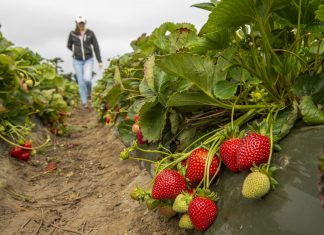 Nowe odmiany truskawek z Uniwersytetu Kalifornijskiego