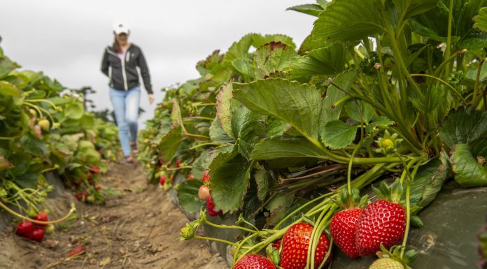 Nowe odmiany truskawek z Uniwersytetu Kalifornijskiego