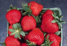 Nowa odmiana truskawek ‘Wendy’