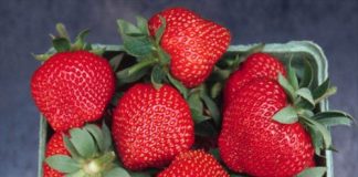 Nowa odmiana truskawek ‘Wendy’