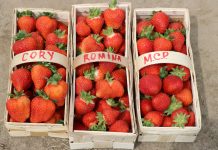 Odmiany ‘Cory’, ‘Romina’ i ‘Malling Centenary’ w projekcie Truskawki w tunelach