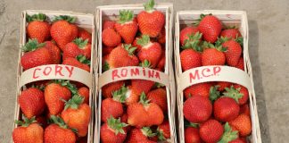 Odmiany ‘Cory’, ‘Romina’ i ‘Malling Centenary’ w projekcie Truskawki w tunelach