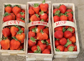 Odmiany ‘Cory’, ‘Romina’ i ‘Malling Centenary’ w projekcie Truskawki w tunelach