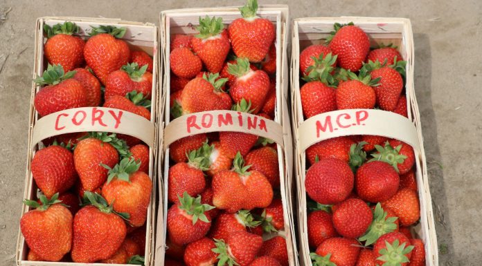 Odmiany ‘Cory’, ‘Romina’ i ‘Malling Centenary’ w projekcie Truskawki w tunelach