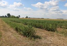 Aroniowe plantacje w kiepskiej kondycji