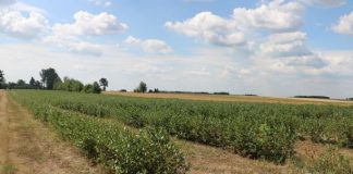 Aroniowe plantacje w kiepskiej kondycji