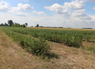 Aroniowe plantacje w kiepskiej kondycji