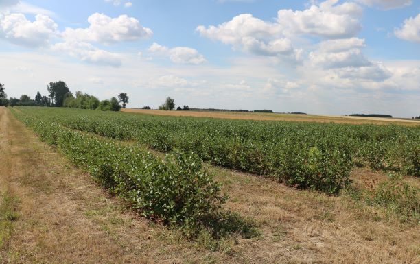 Aroniowe plantacje w kiepskiej kondycji