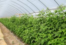 Nawozy dla malin na trudne warunki