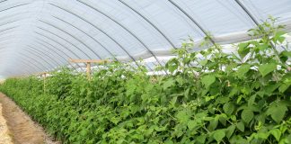 Nawozy dla malin na trudne warunki