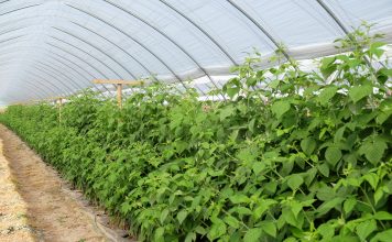 Nawozy dla malin na trudne warunki