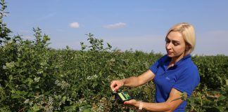Nawozy o działaniu biostymulującym w uprawie borówki