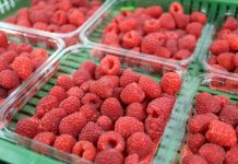 Ceny malin spadają. Notowania truskawek i malin z 29.06.2023