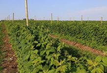 Nowe doświadczenia w uprawie malin