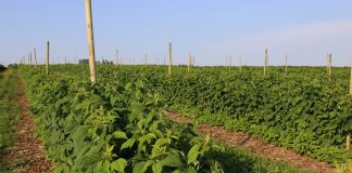 Nowe doświadczenia w uprawie malin