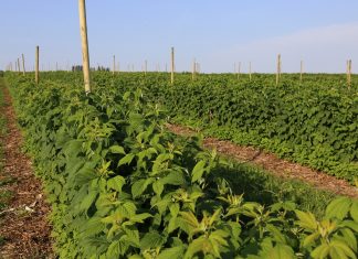 Biostymulacja i regeneracja malin