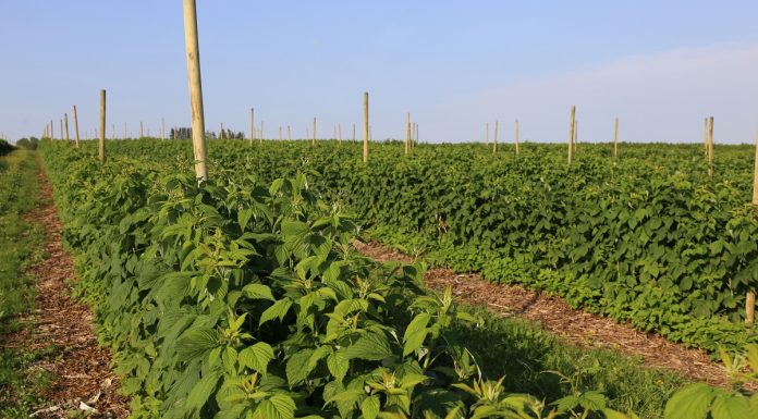 Biostymulacja i regeneracja malin