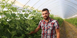 Technologia BioAgris w uprawie malin