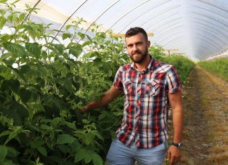 Technologia BioAgris w uprawie malin