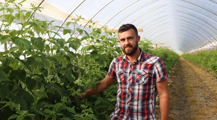 Technologia BioAgris w uprawie malin