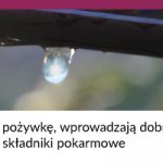 Calfert_Warsztaty_truskawkowe