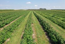 Nawożenie a trwałość pozbiorcza i smak owoców jagodowych