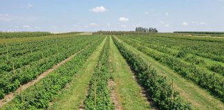 Nawożenie a trwałość pozbiorcza i smak owoców jagodowych