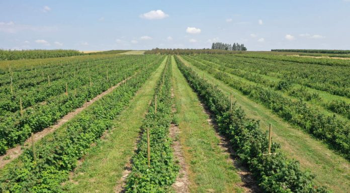 Nawożenie a trwałość pozbiorcza i smak owoców jagodowych